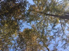 -合肥滨湖国家森林公园