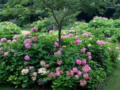 -上海共青森林公园