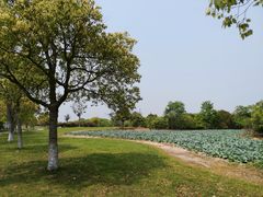 -上海都市菜园