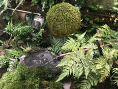 -植觉