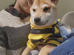 -逗柴咖啡屋·狗咖猫咖宠物桌游