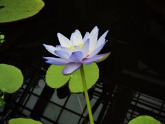 -北京植物园-展览温室