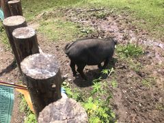 -硗碛藏寨·神木垒景区