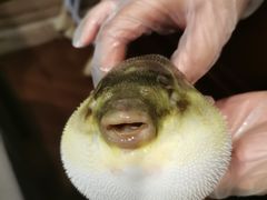 -肆月河豚·新淮扬(金融街店)