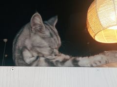 -Cappucimeow猫咪咖啡馆(韦伯时代店)