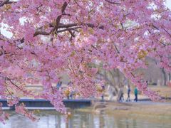 -上海辰山植物园
