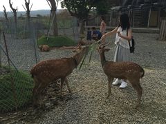 -鹿境梅花鹿生态园区