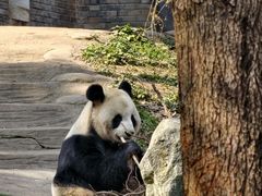 -都江堰中华大熊猫苑