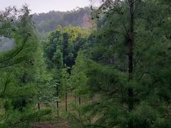 -神光山国家森林公园