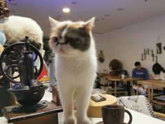 -平行世界·猫咖(首经贸店)