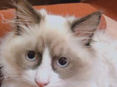 -李小姐の猫咖啡馆(五角场店)