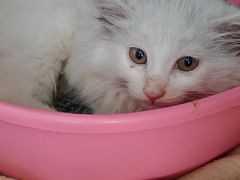 -纳吉亚猫专科动物诊疗中心(蒋宅口分院)