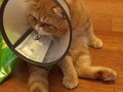 爱侣宠物医院(灵石路总店)-爱侣宠医·鹦鹉专科·小型哺乳类·异宠专科(灵石路店)