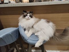 -滚猫咖啡·猫咖·猫友好撸猫(未来城店)
