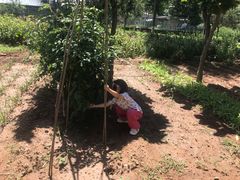 -龙福源密云水库灶台鱼