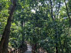 -青龙山国家森林公园