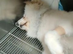 -爱佳宠物中心医院24H·CT·骨外科·猫专科(瑶海万达店)