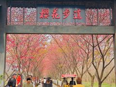-合肥滨湖国家森林公园