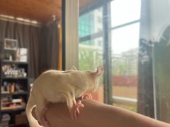 -楼上猫咖(罗湖店)