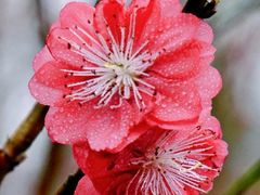-桃花涧