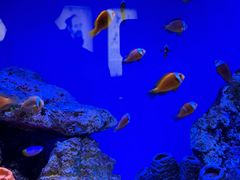 -上海海洋水族馆