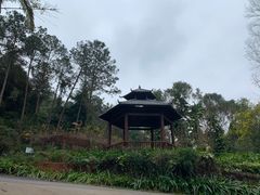 -南宁良凤江国家森林公园