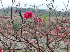 -南国桃园旅游度假区