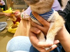 -逗柴咖啡屋·狗咖猫咖宠物桌游