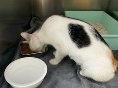 -嘉馨宠物医院·CT影像转诊·心脏科·犬猫全科诊疗中心(下沙大学城院区)