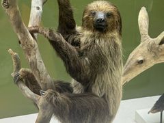 -国家自然博物馆