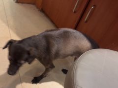 -瑞派申生动物医院·24H夜诊·国际动物医疗中心·骨外科(吴中路店)