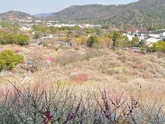 -香雪海