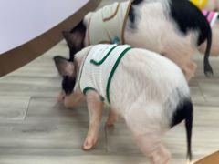 -猪盟咖啡店(玖洲道店)