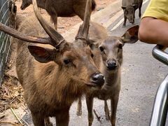 -清迈夜间动物园