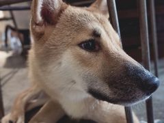 -more than meow吴止猫主题餐厅(承德 中船汇店)