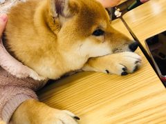 -豆柴町-柴犬主题狗咖(红鼎国际C座店)