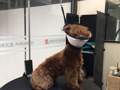 -帕帕拉兹宠物(亚洲旗舰店)