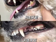 -美联众合爱康动物医院•复杂内科•肿瘤科•牙科•腔镜诊疗中心