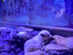 -上海海昌海洋公园