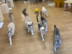 -有喵·猫咖·狗咖·30几只猫10只小狗(岗厦店)