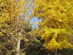 -长白岛森林公园