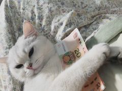 -欣宠猫屋·矮脚拿破仑·蓝金金渐层