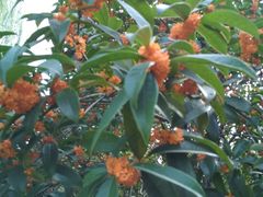 -MEET COFFEE婉约咖啡(宝善公寓店)