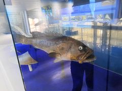 -上海海洋大学鱼文化博物馆(军工路校区)