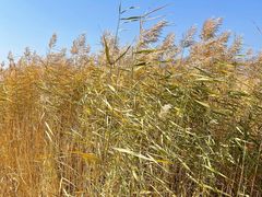 -野鸭湖国家湿地公园