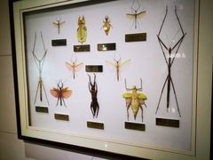 -上海昆虫博物馆