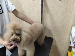 -优缇多格专业宠物美容师培训学校