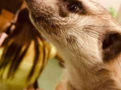 -藦茜花园宠物主题亲子互动体验馆(国顺东路店)