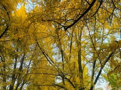 -四川大学(华西校区)