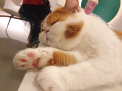 -飞行喵MR PILOT|猫舍·猫咖(静安大融城店)